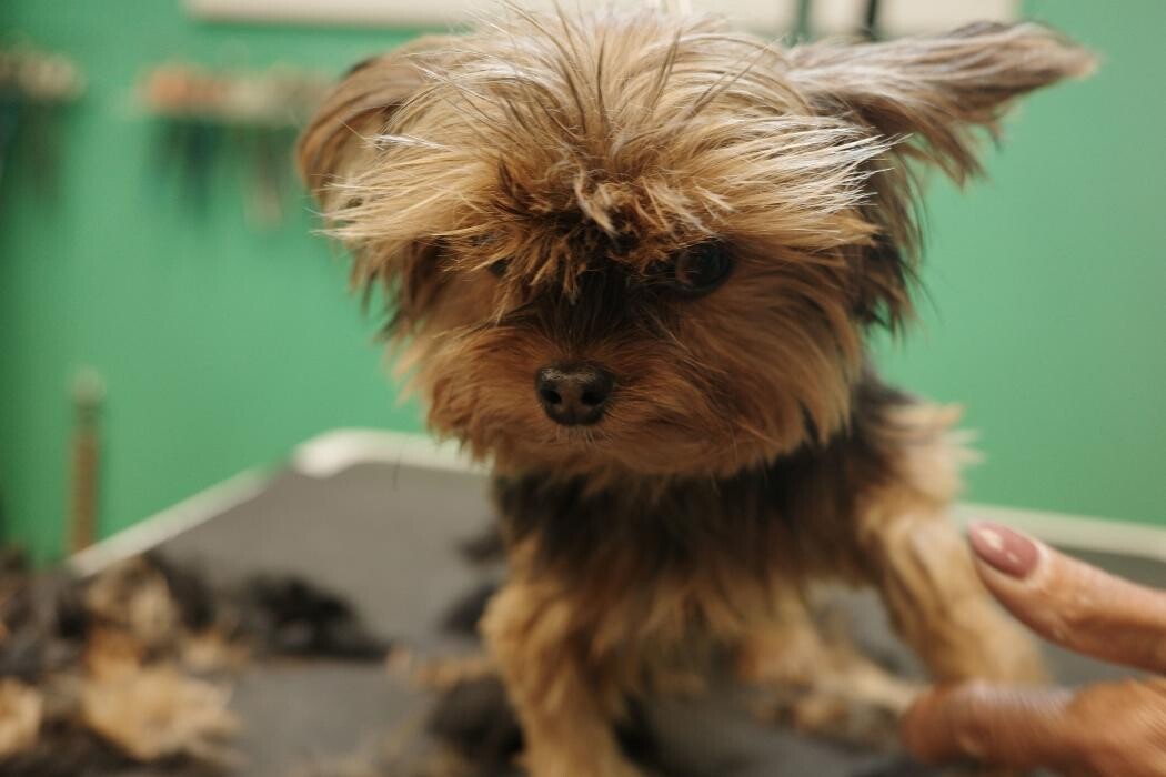 Images Pampered Pups