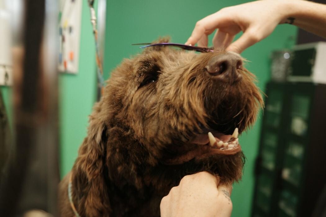 Images Pampered Pups