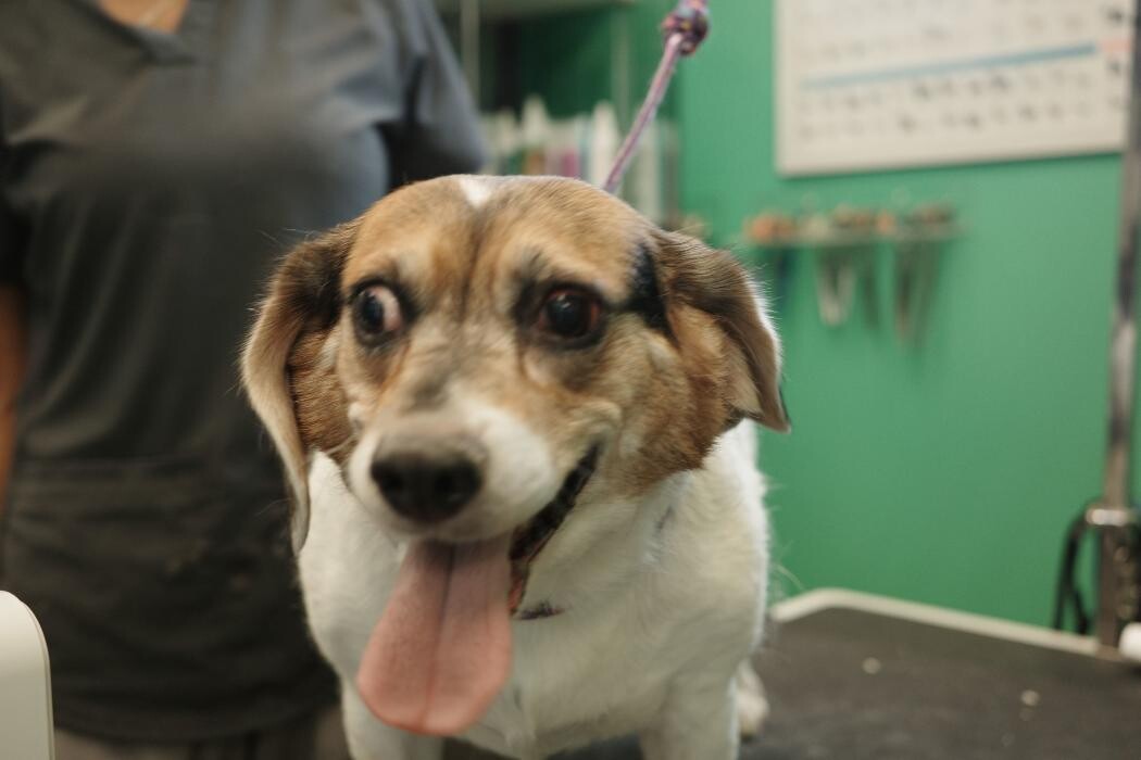 Images Pampered Pups
