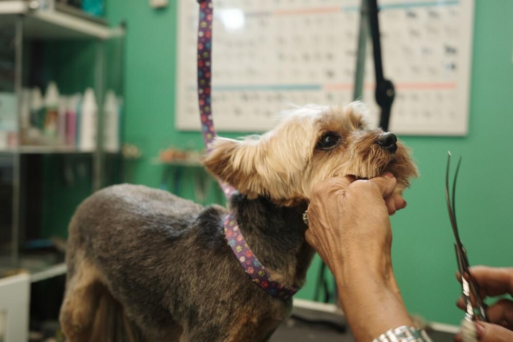 Images Pampered Pups