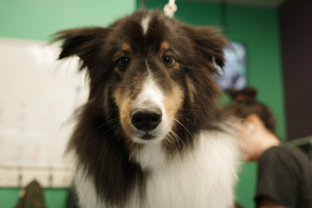 Images Pampered Pups