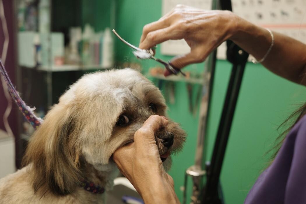Images Pampered Pups