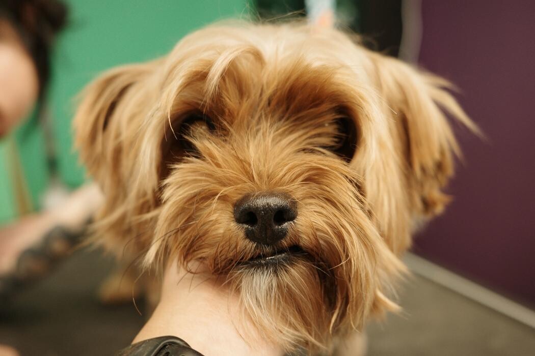 Images Pampered Pups