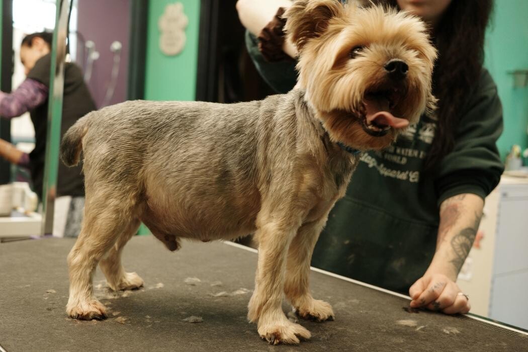 Images Pampered Pups