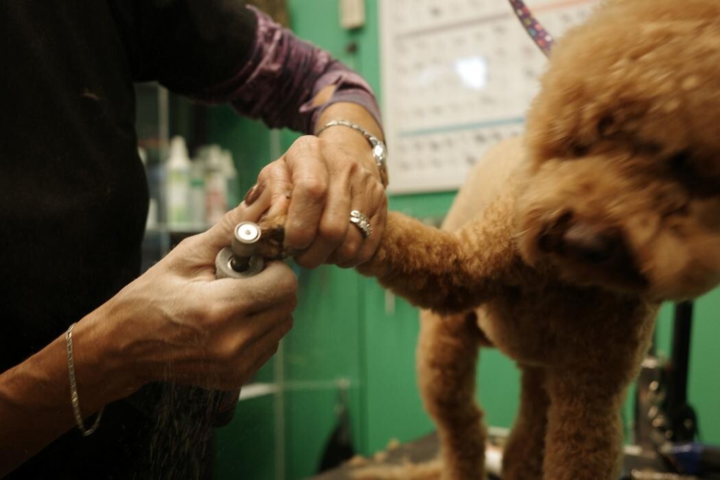 Images Pampered Pups
