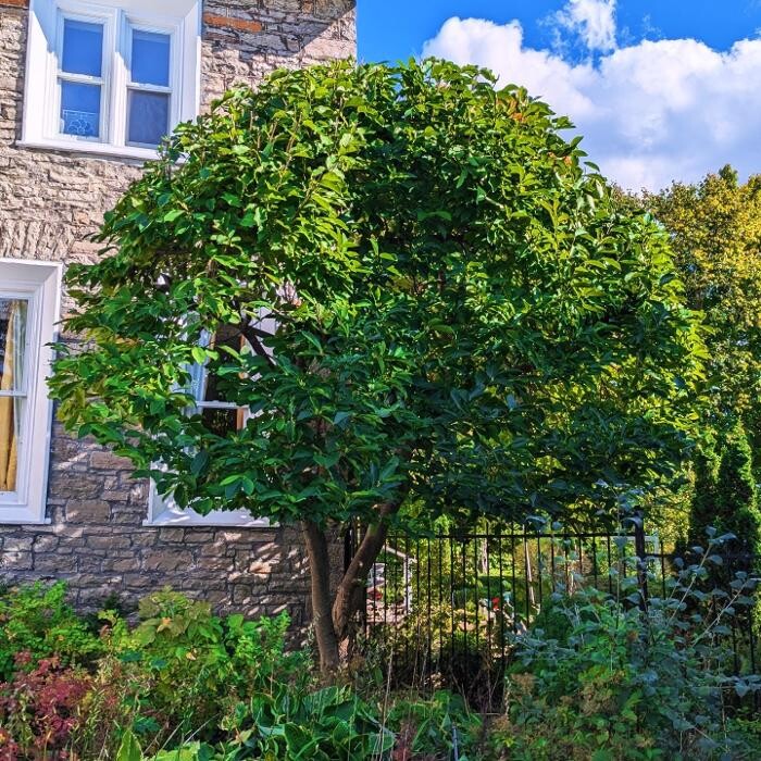 Images Greencraft Hedge & Garden