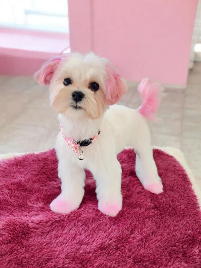 Images Salon Toilettage SassyPaws