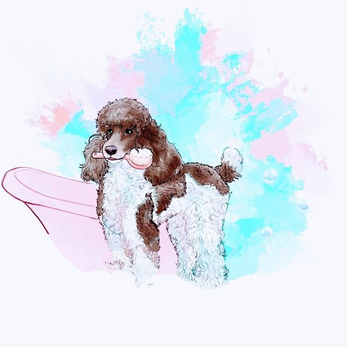 Images Salon Toilettage SassyPaws