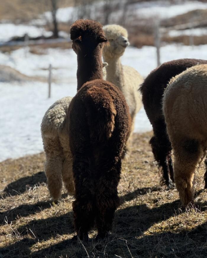 Images Ferme MarieBob