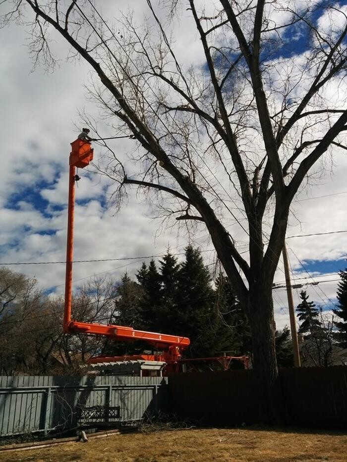 Images V And J Tree Services