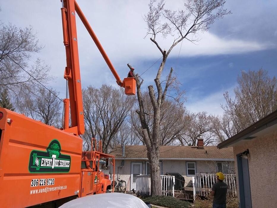 Images V And J Tree Services