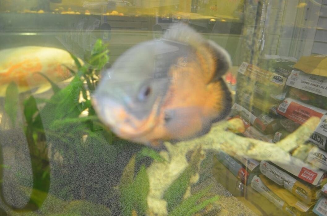 Images PTM Pet Supplies