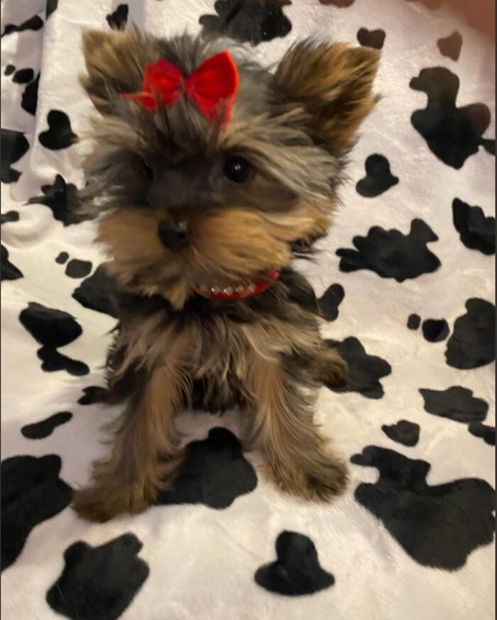 Images Yorkshire Terrier Puppies