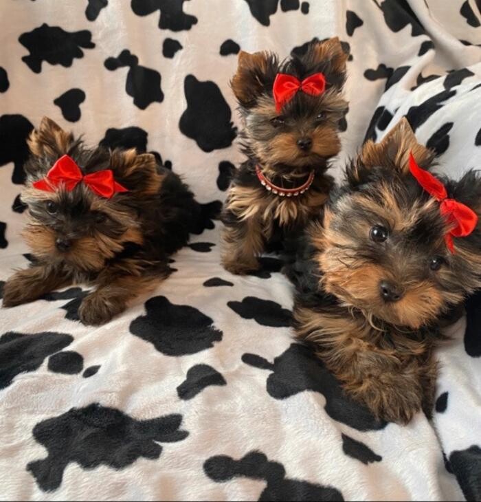 Images Yorkshire Terrier Puppies