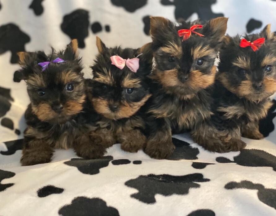 Images Yorkshire Terrier Puppies