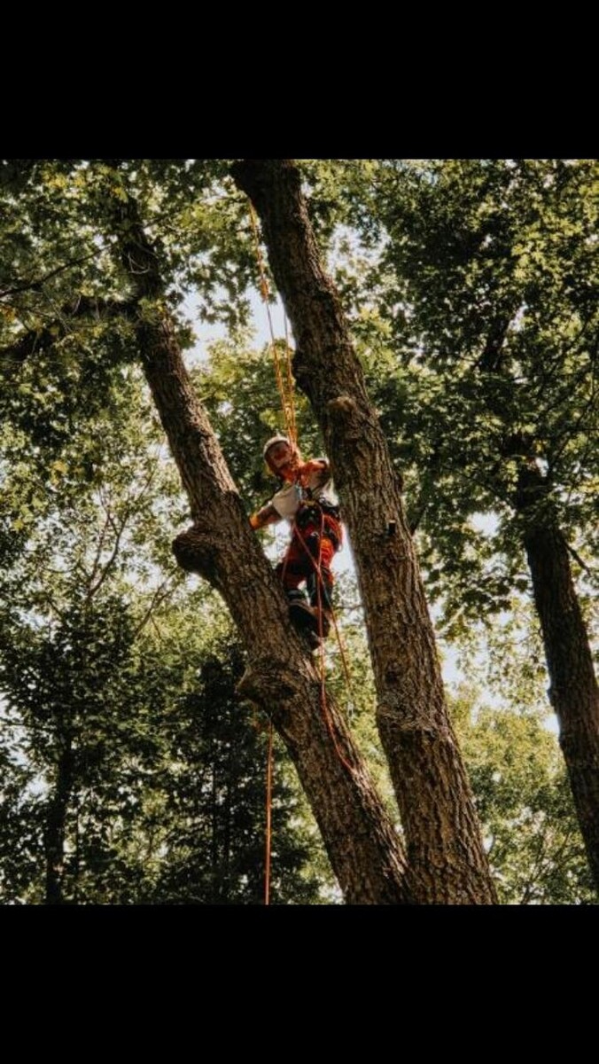 Images Andovic Tree Services