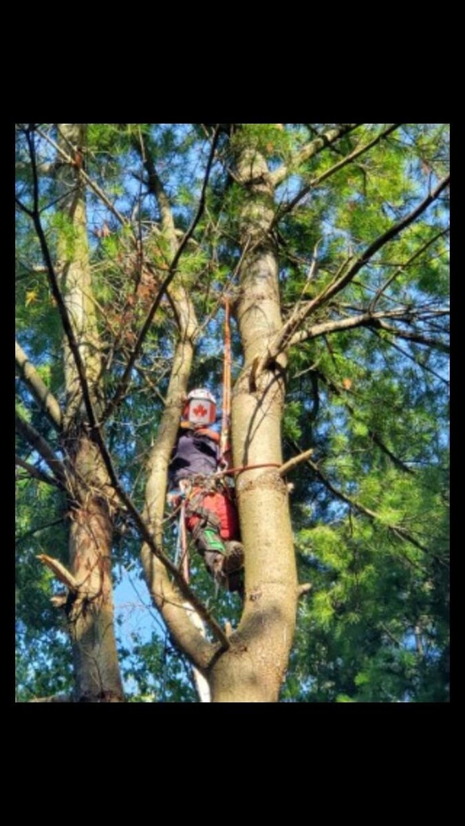 Images Andovic Tree Services