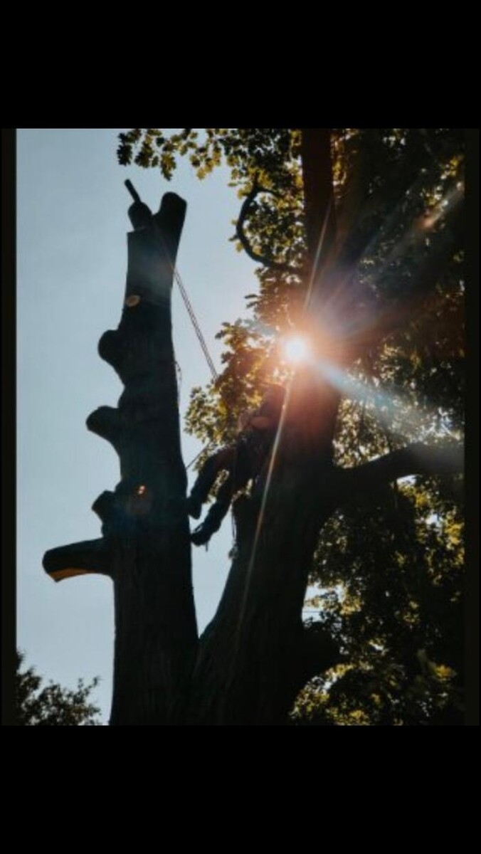 Images Andovic Tree Services