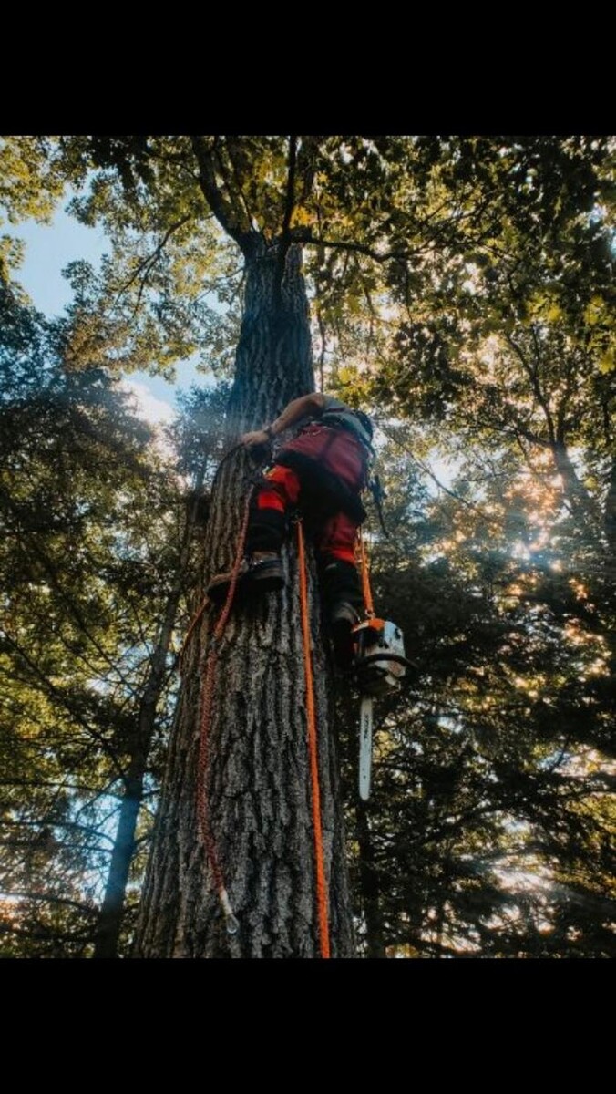 Images Andovic Tree Services