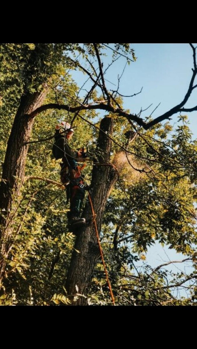 Images Andovic Tree Services