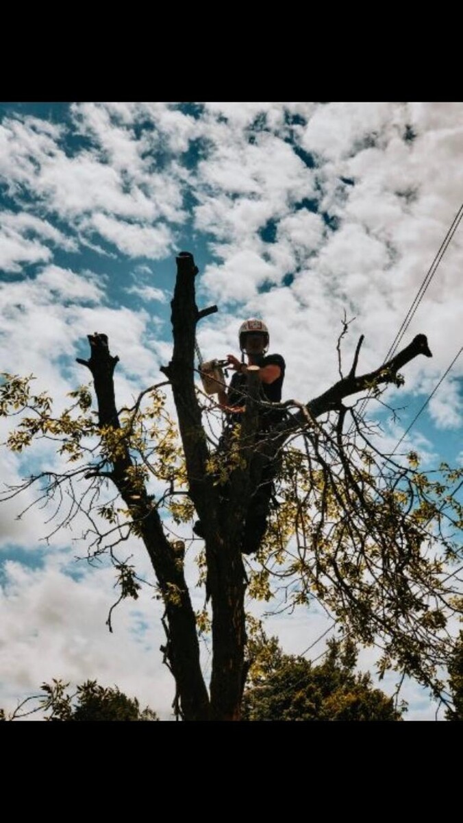 Images Andovic Tree Services