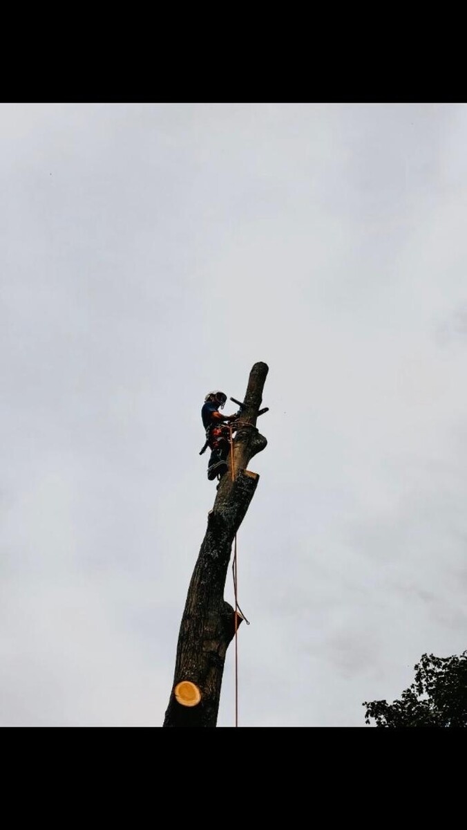Images Andovic Tree Services