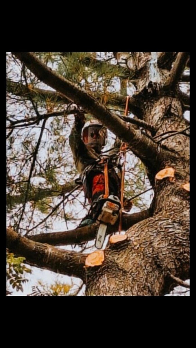 Images Andovic Tree Services