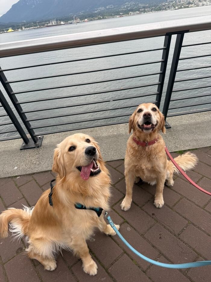 Images Walking Dogs Vancouver