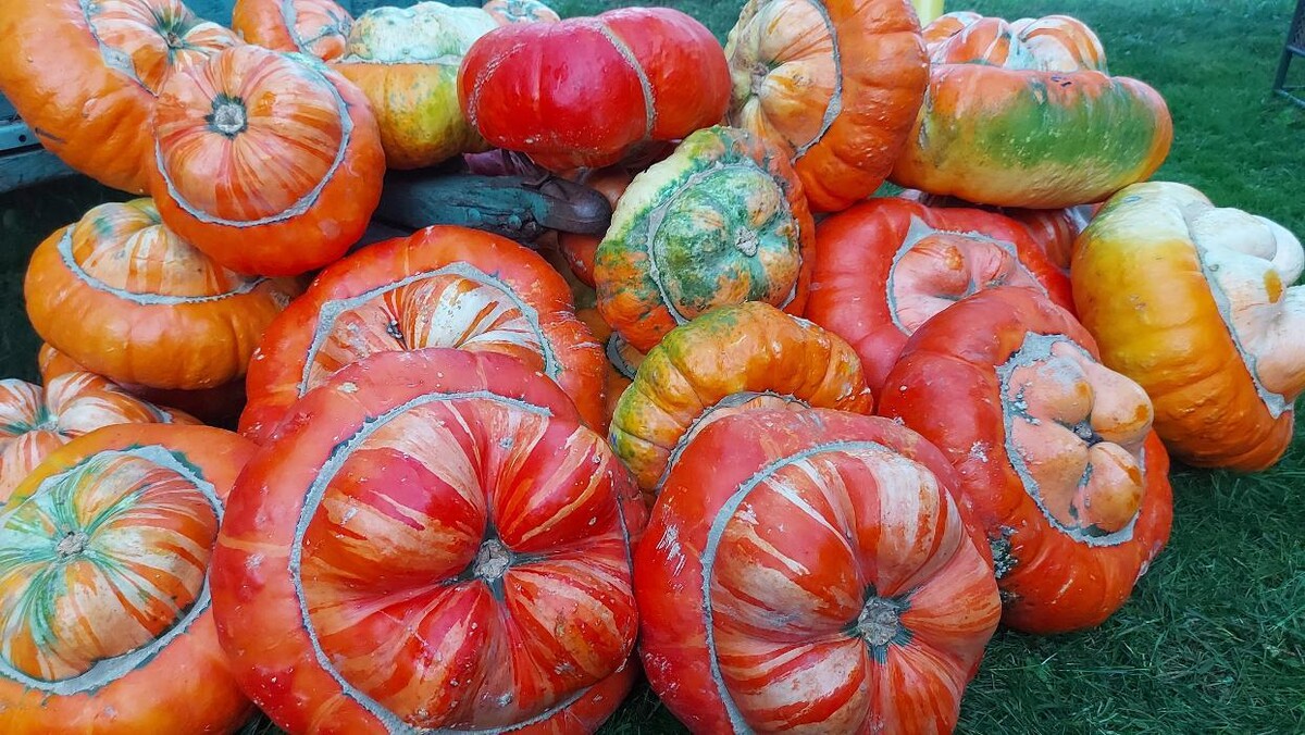 Images Fall Harvest Farm