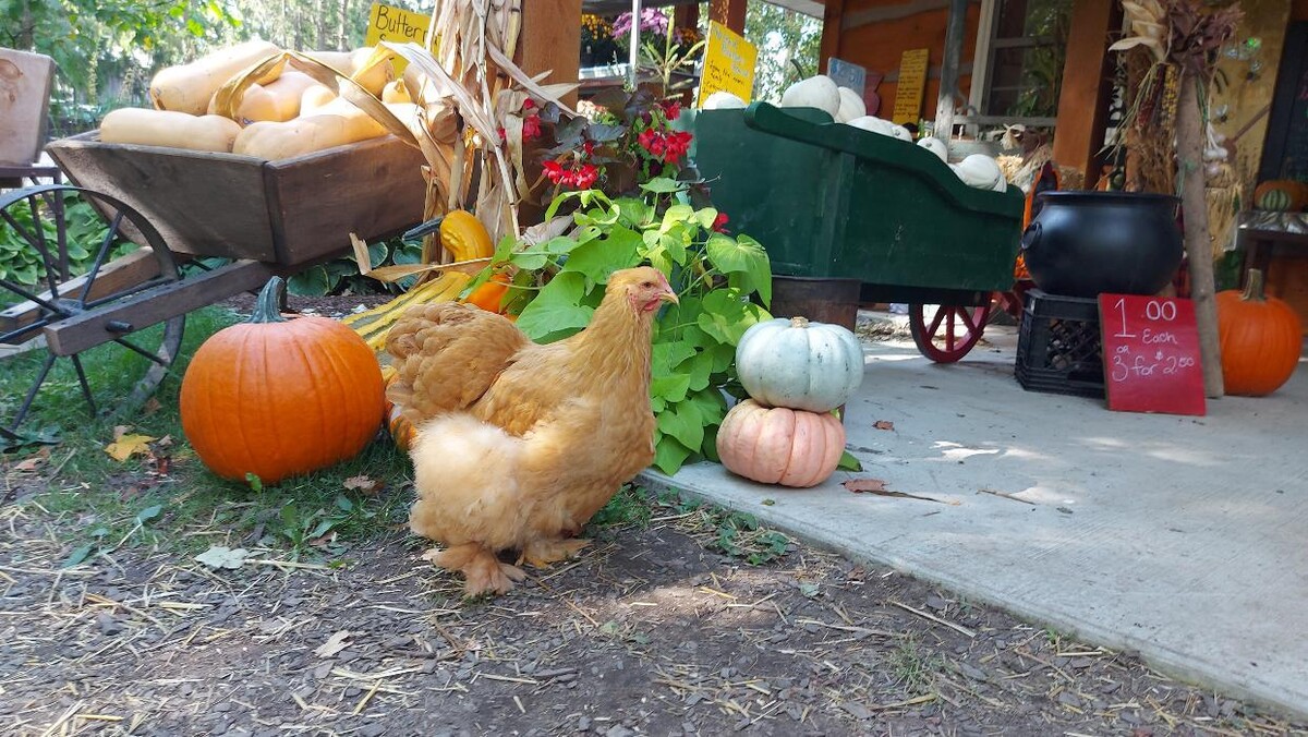 Images Fall Harvest Farm