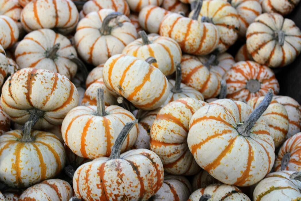 Images Fall Harvest Farm