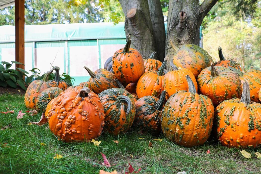 Images Fall Harvest Farm