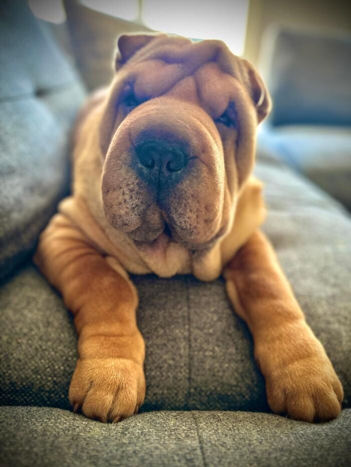 Images O griffes dorés