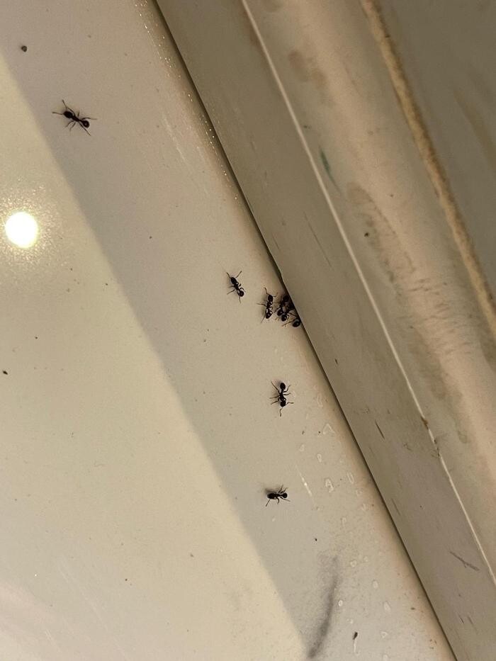 Images Pestline - Pest Control Toronto