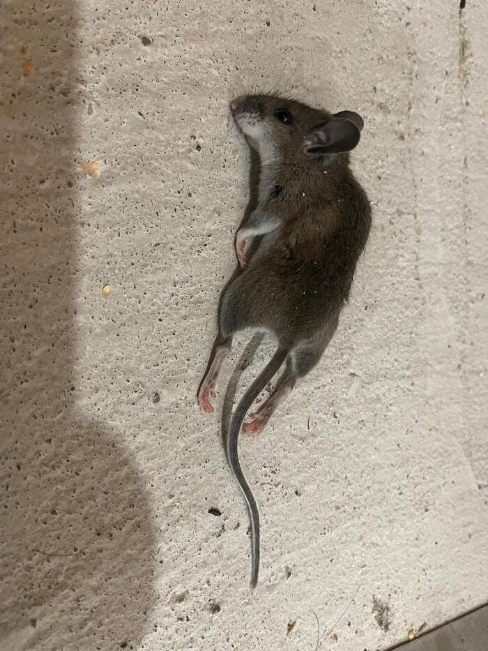 Images Pestline - Pest Control Toronto