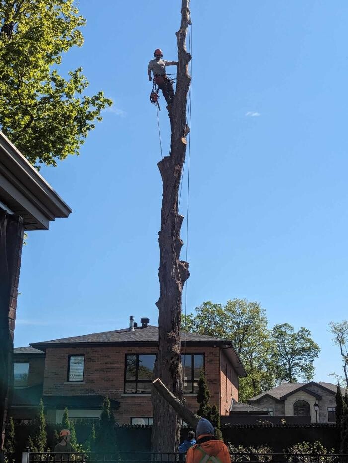 Images Tree Keepers Kahnawake