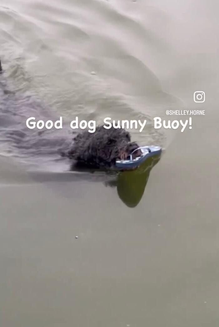 Images Wag's Doggie Vacation Hotel And Resort