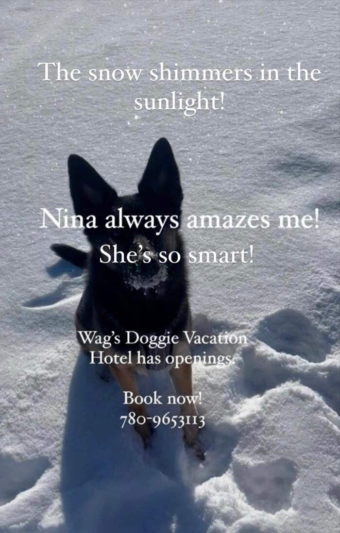 Images Wag's Doggie Vacation Hotel And Resort