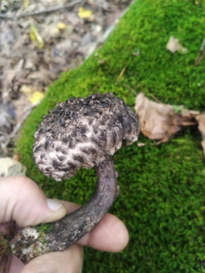 Images Patrick Enterprises Canada