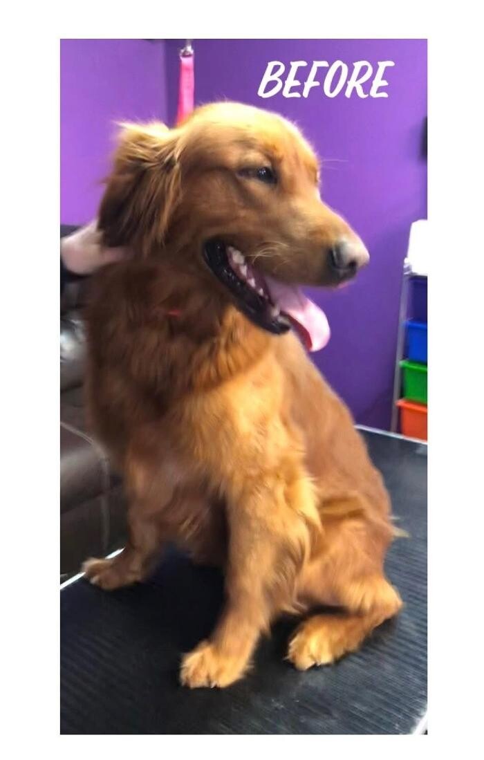 Images Pawz & Clawz Grooming