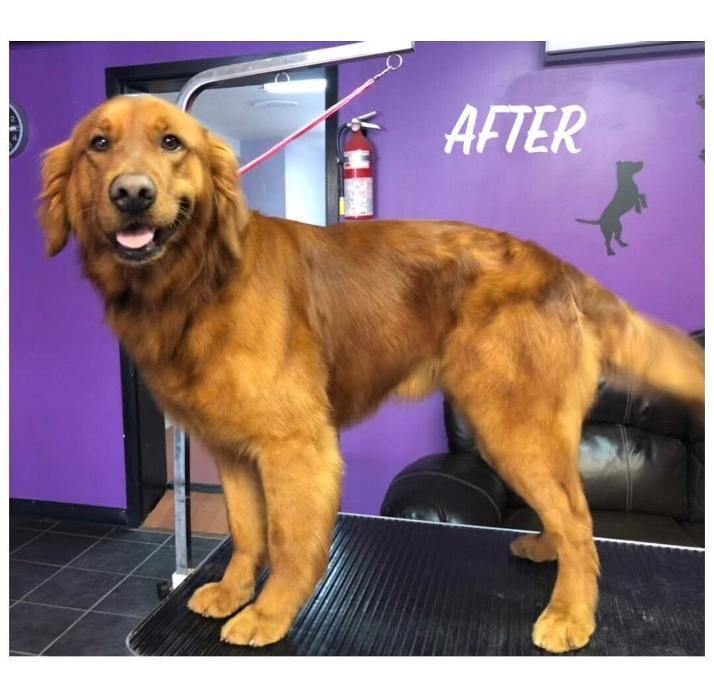 Images Pawz & Clawz Grooming