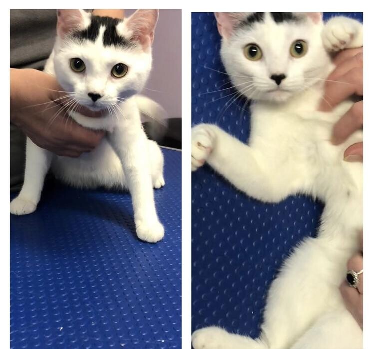 Images Pawz & Clawz Grooming