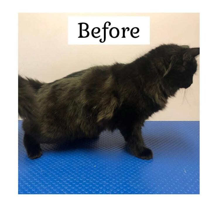 Images Pawz & Clawz Grooming