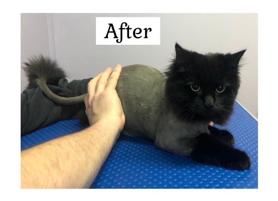 Images Pawz & Clawz Grooming