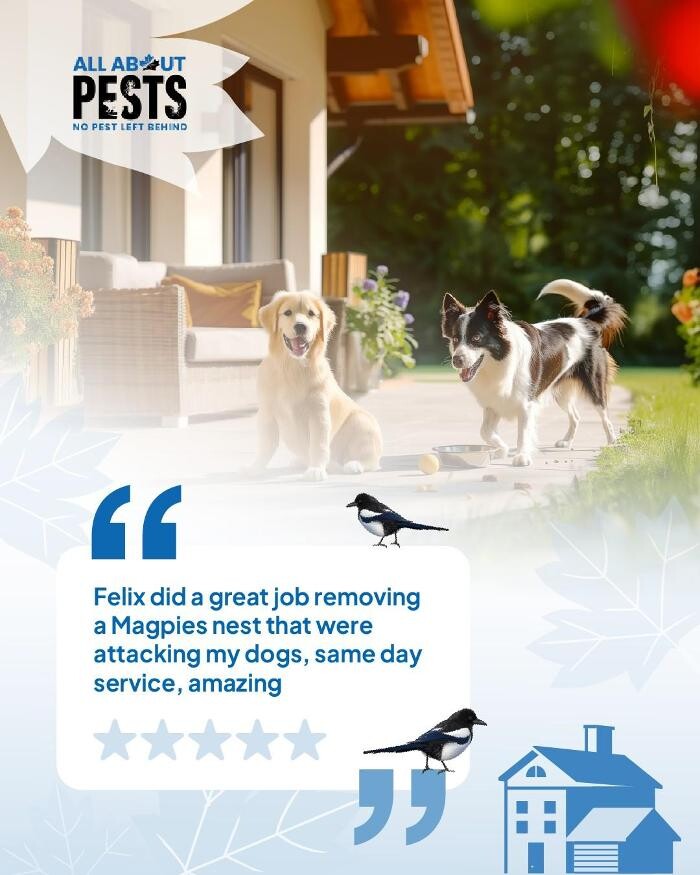 Images All About Pests