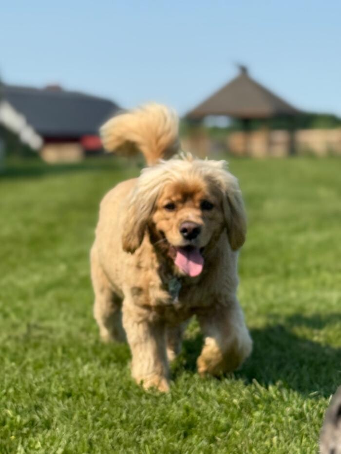 Images Northside Dog Retreat