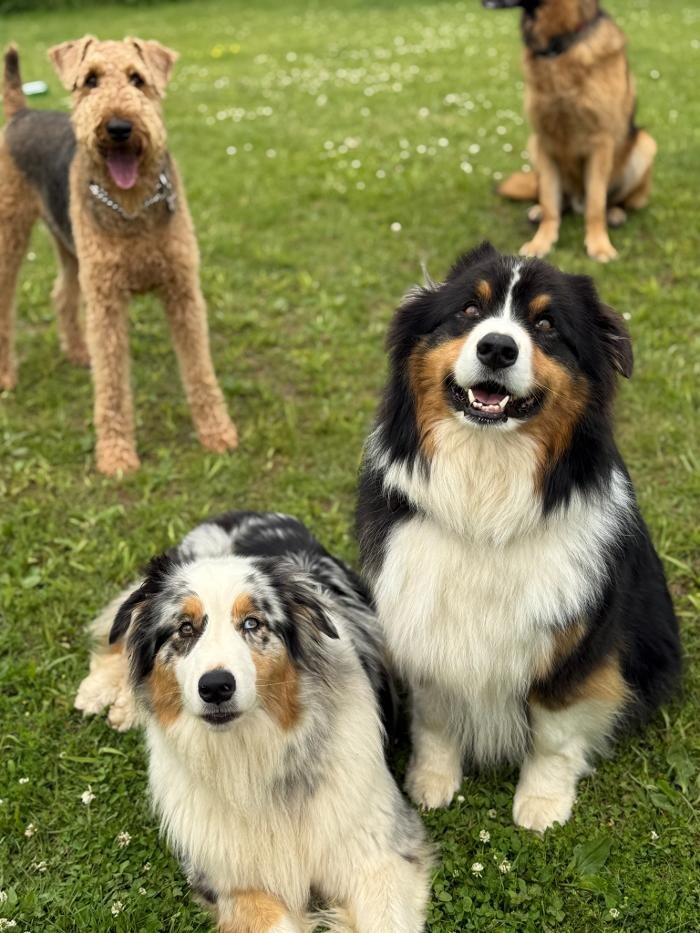 Images Northside Dog Retreat