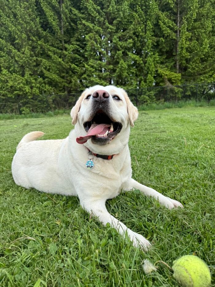 Images Northside Dog Retreat