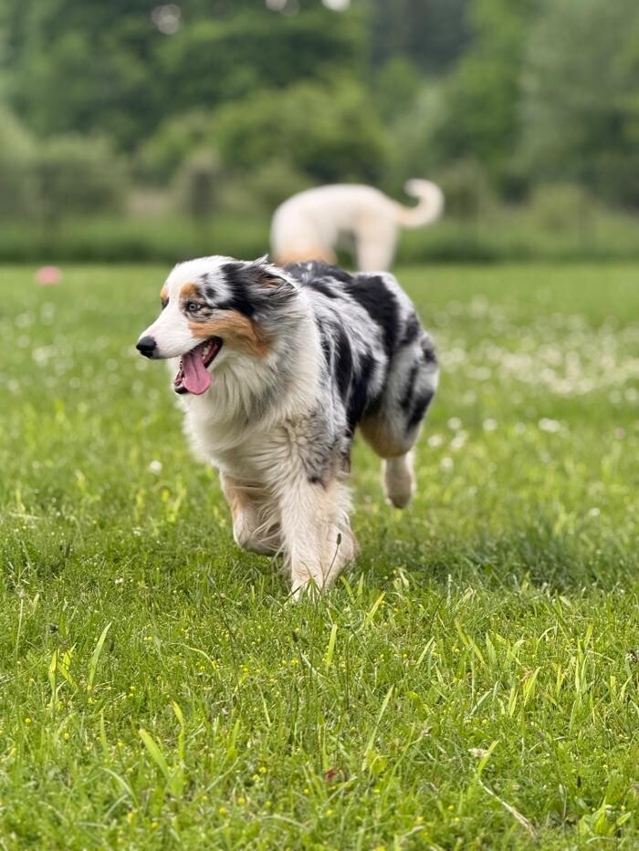 Images Northside Dog Retreat