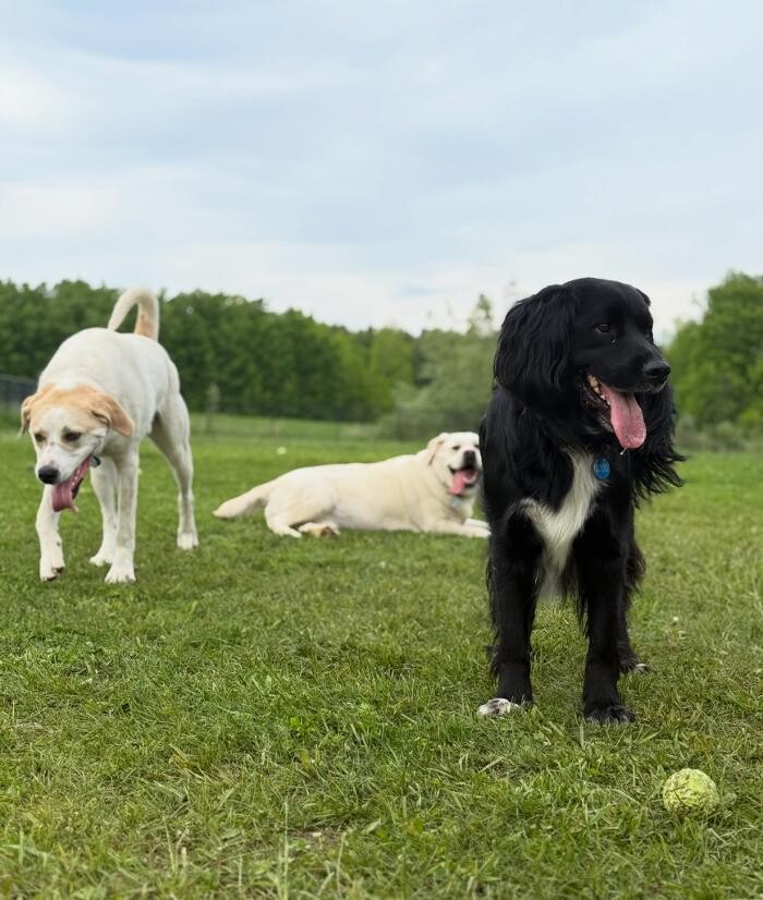 Images Northside Dog Retreat